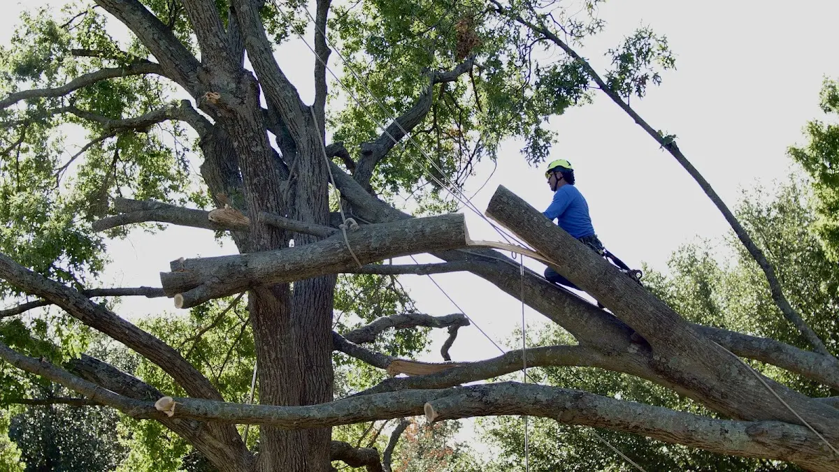 Professional Hazardous Tree Removal performed by certified arborists in Boonville