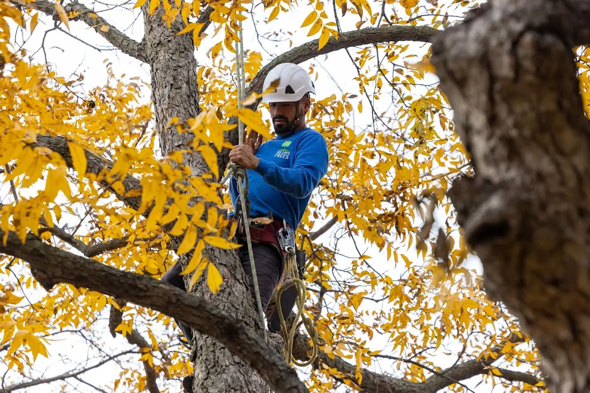 Skilled Storm Damage Cleanup crew working in Boonville