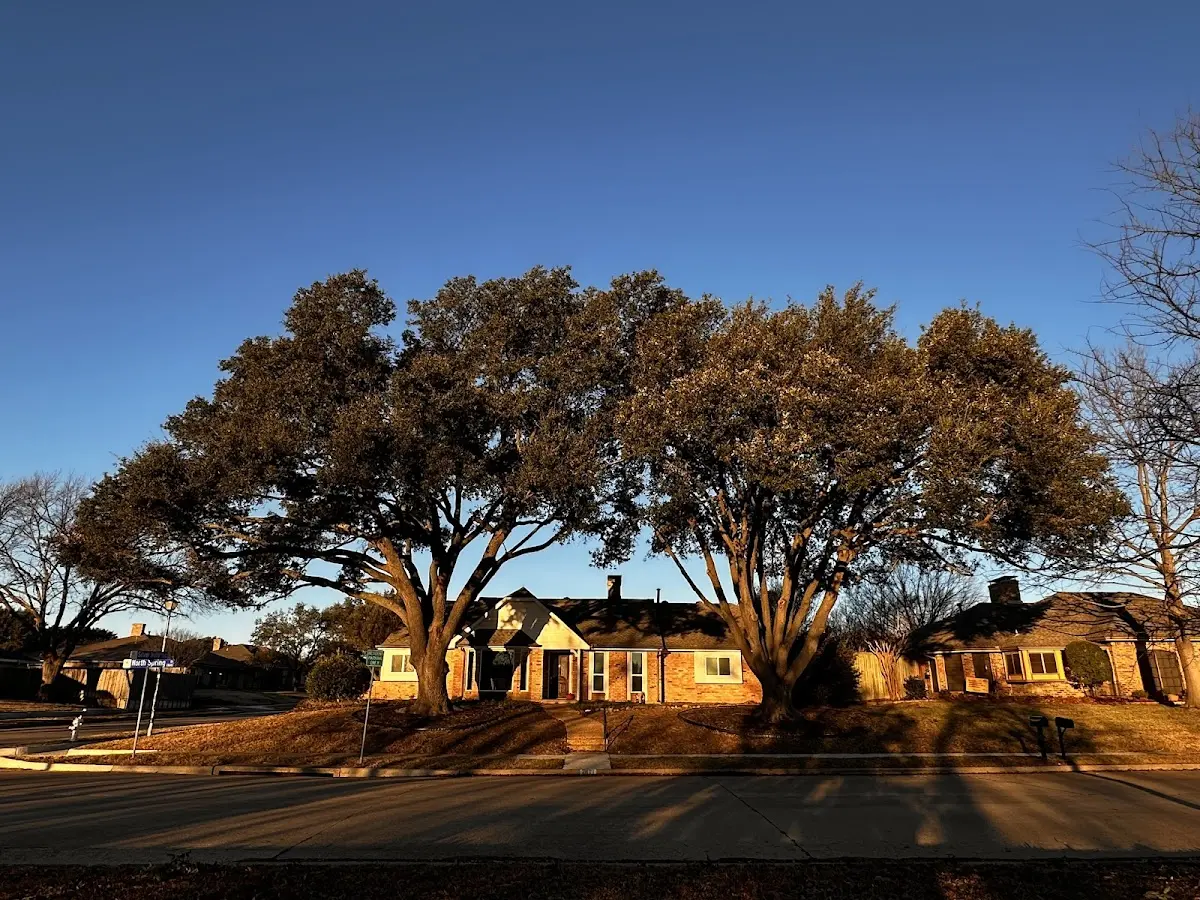Established residential canopy tree shading a home in Boonville